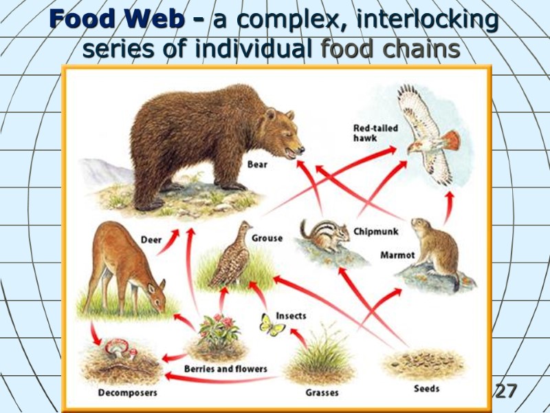 27    Food Web - a complex, interlocking   series of